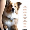 Darling Companion