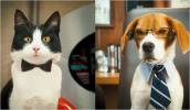 HypnoClap Comme chiens et chats: photos du film 
